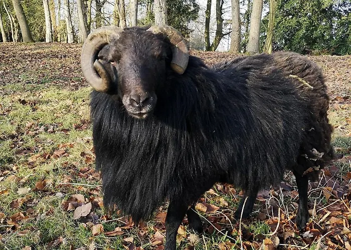 Eco-gite De L'etang Present Holiday home