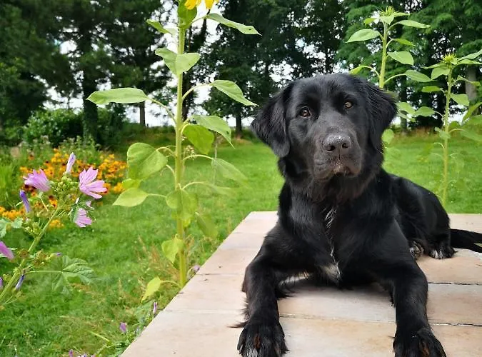 Eco-gite De L'etang Present Holiday home Hornaing